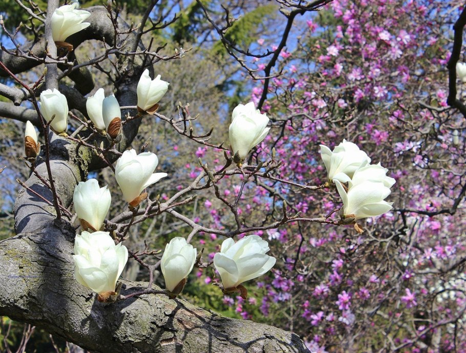 Магнолия denudata