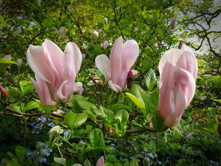 Магнолия звездчатая почки