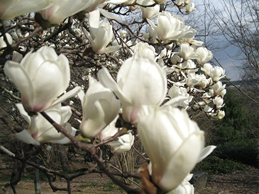 Magnolia denudata Yulan