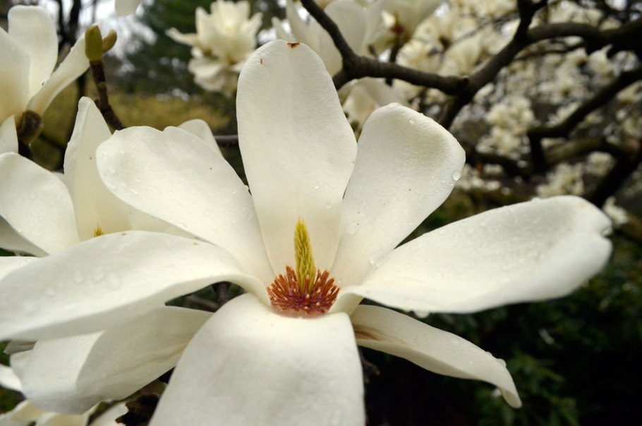 Magnolia denudata Yulan