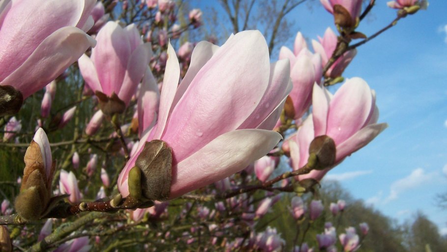 Тычинка магнолии