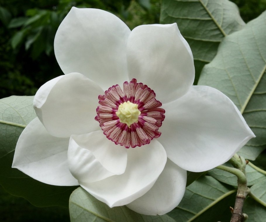 Yulan Magnolia Blossom