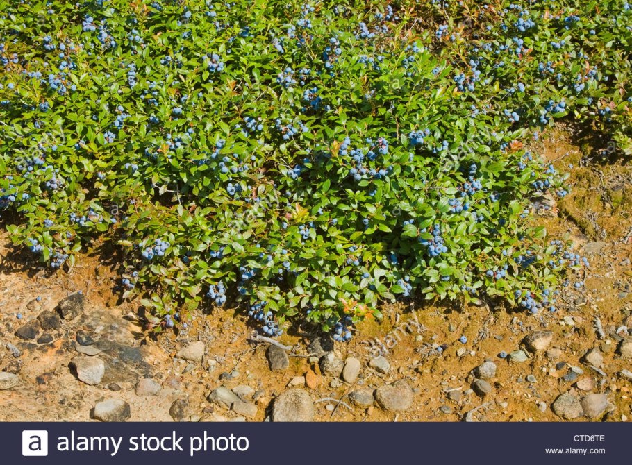 Голубика узколистная Топхэт