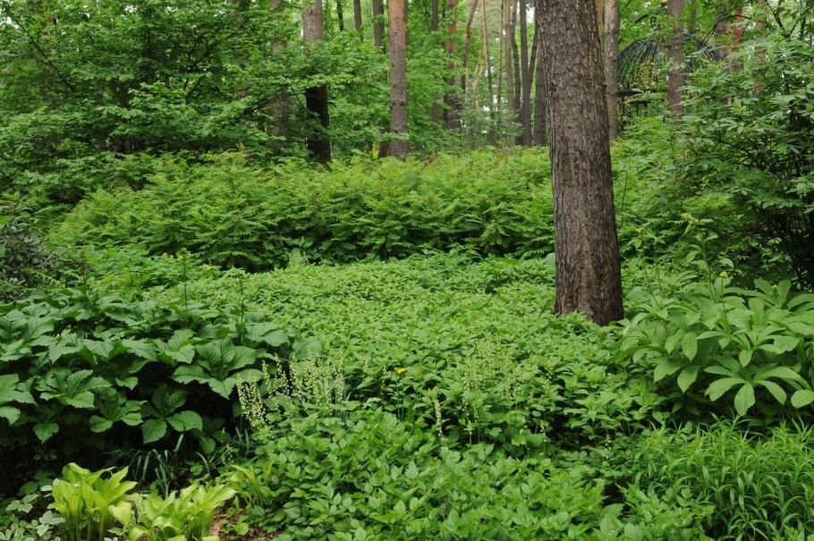 Теневые сады Колесника