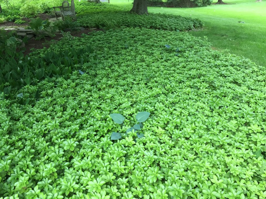 Пахизандра ползучая