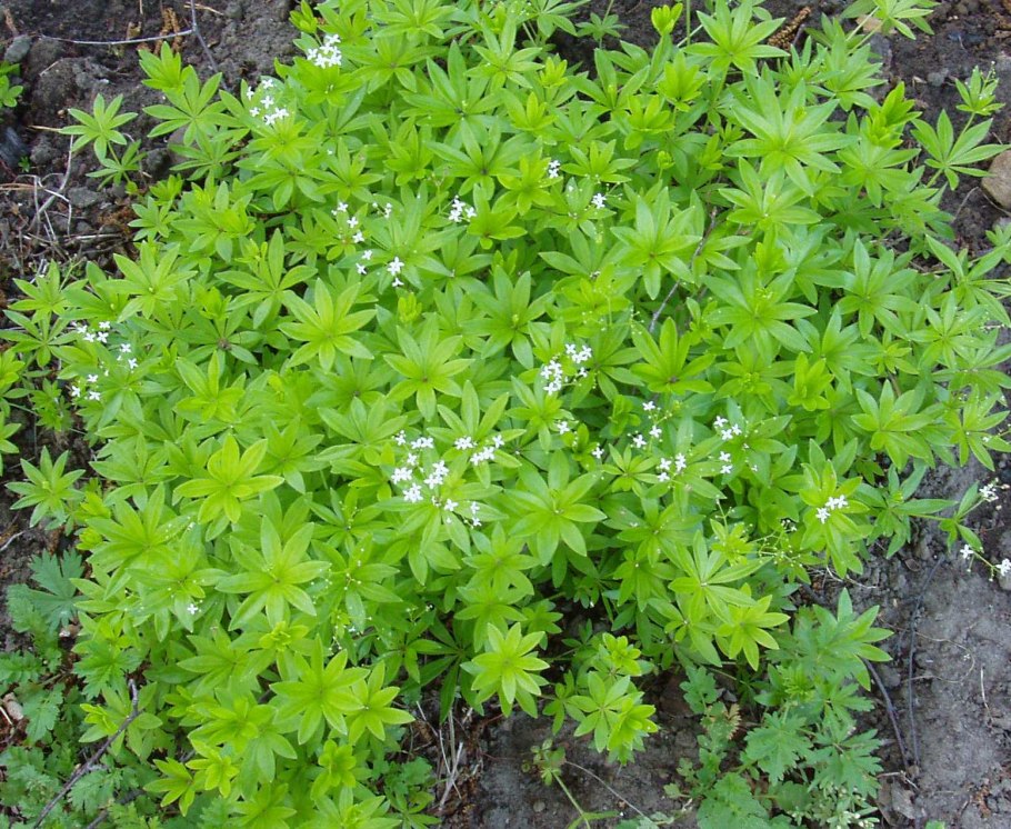 Ель ситхинская Silberzwerg