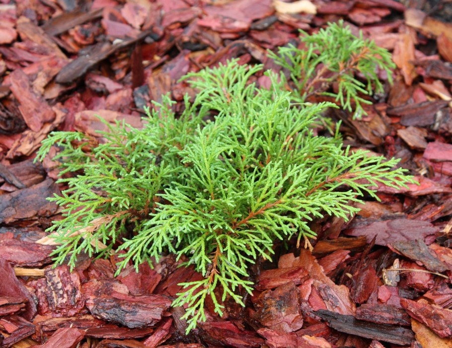 Туя микробиота