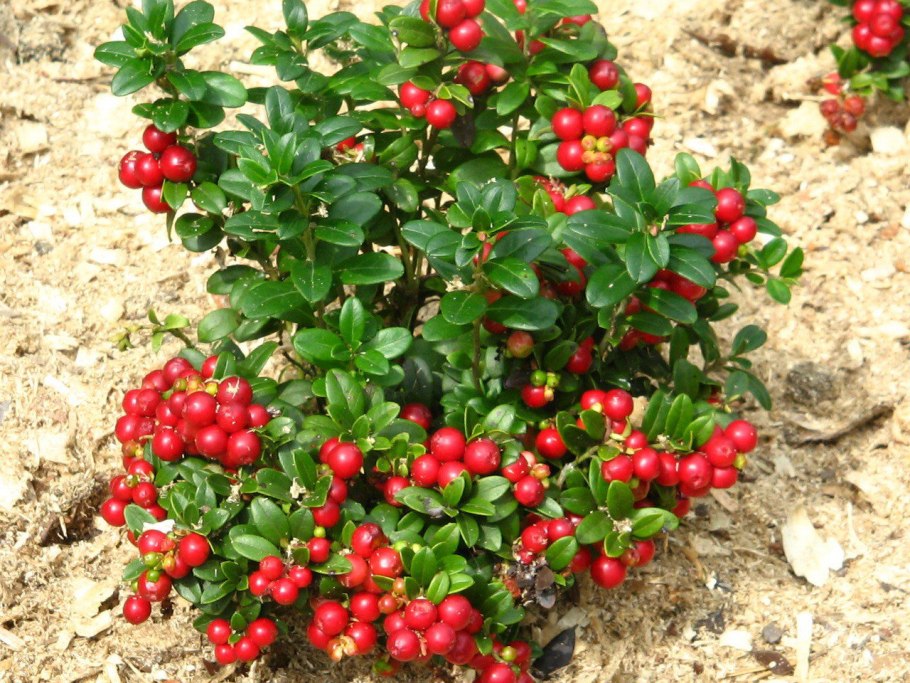 Vaccinium Vitis-idaea Red Pearl