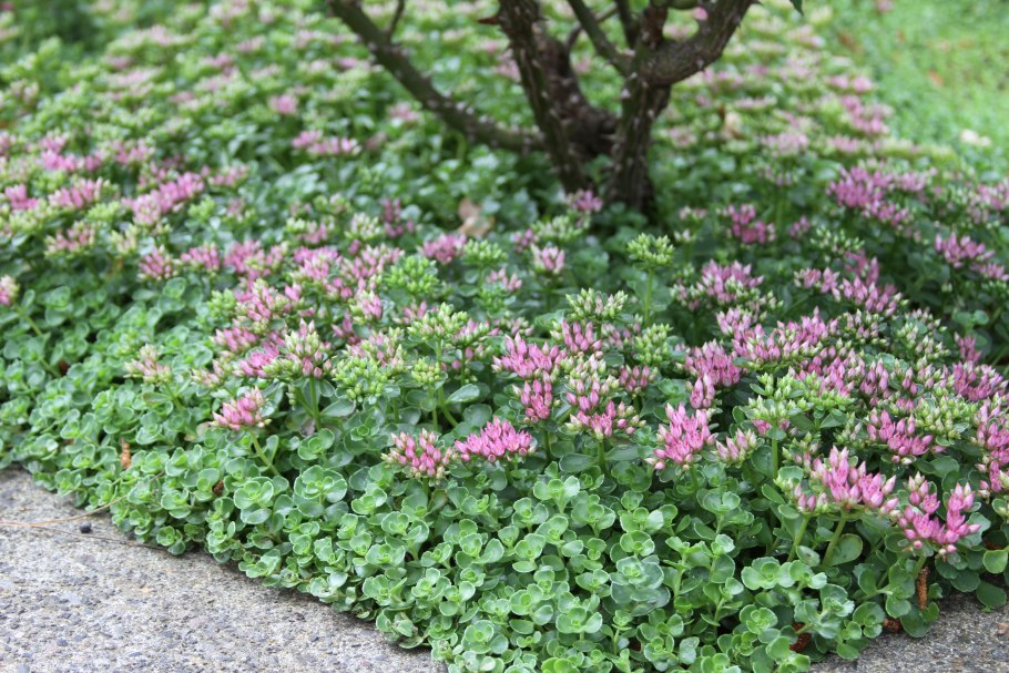 Очиток ложный (Sedum spurium &#96;Roseum&#96;)