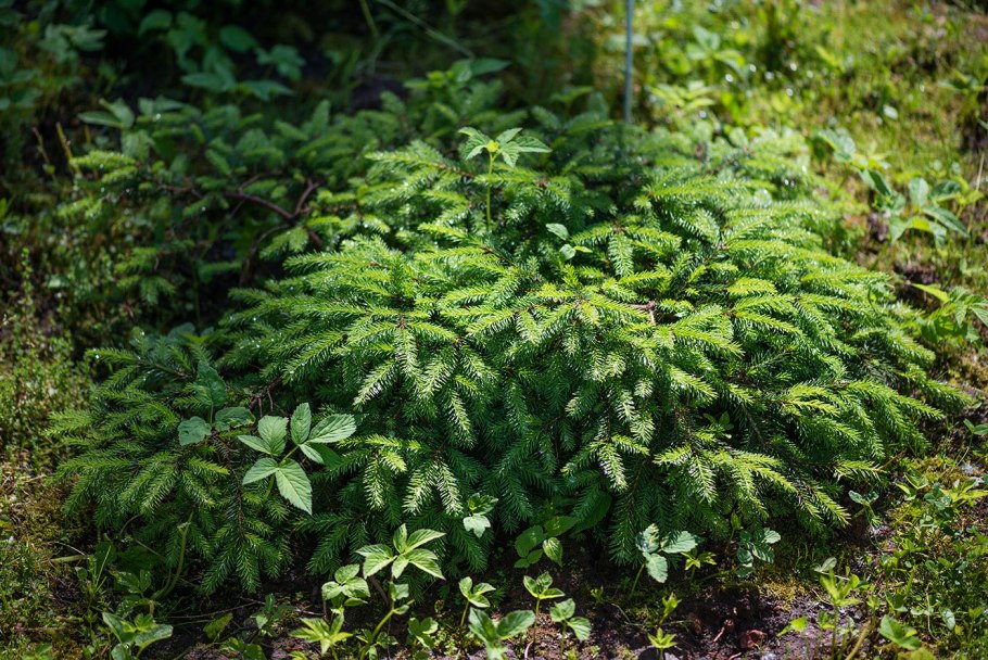 Ель обыкновенная Прокумбенс
