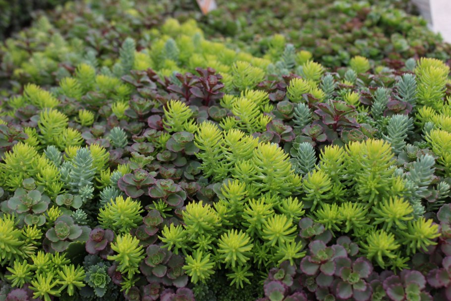 Очиток вербейник монетчатый