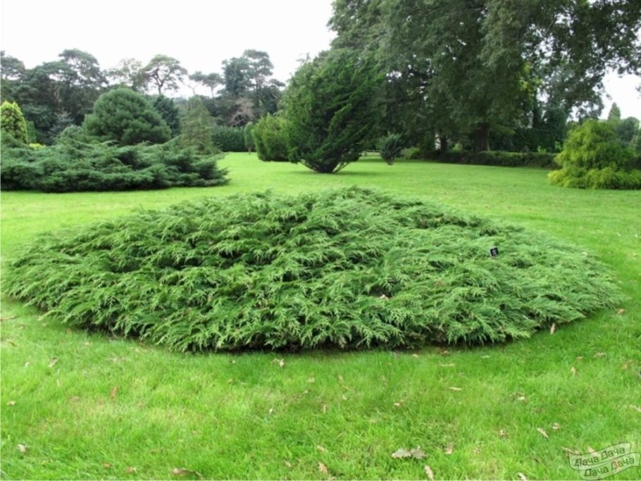 Микробиота хвойник