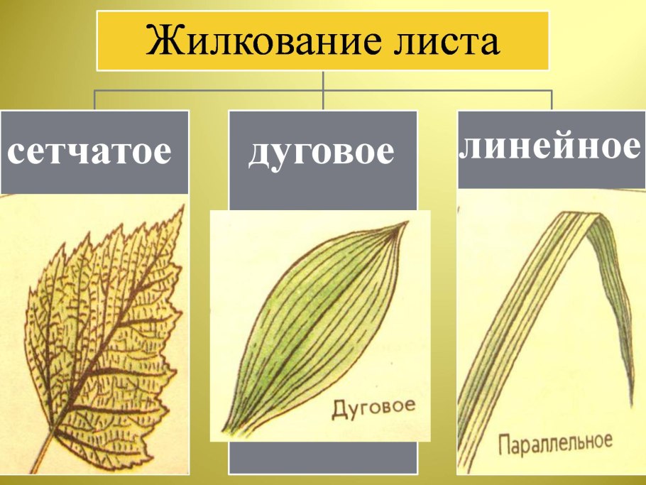 Жилкование листьев сетчатое параллельное дуговое