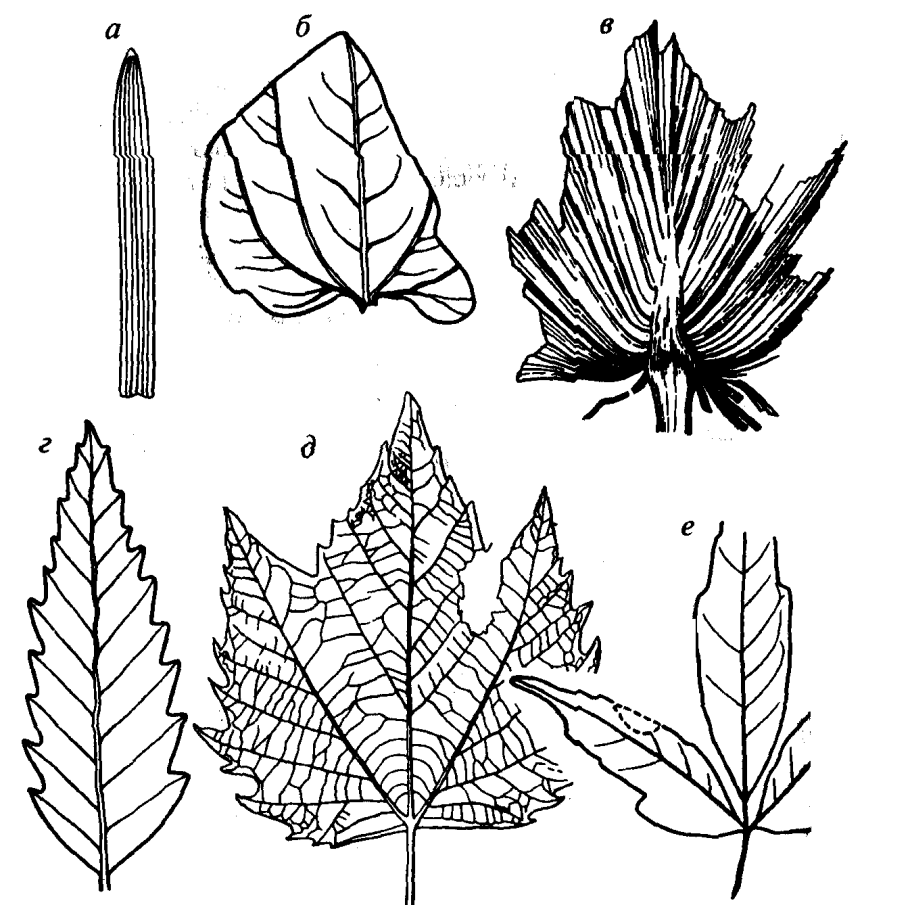 Дуговое жилкование листовой пластинки у. Жилкование клена. Жилкование листа клена. Тип жилкования листа клена. Типы жилкования листовой пластинки.