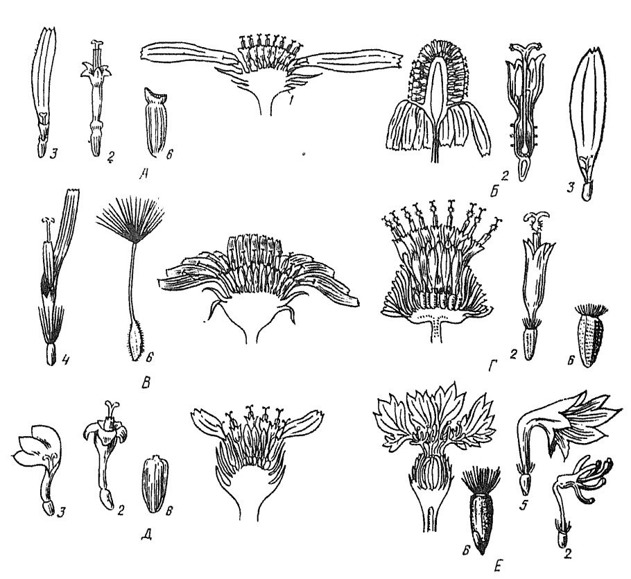 Семейство Сложноцветные схема цветка