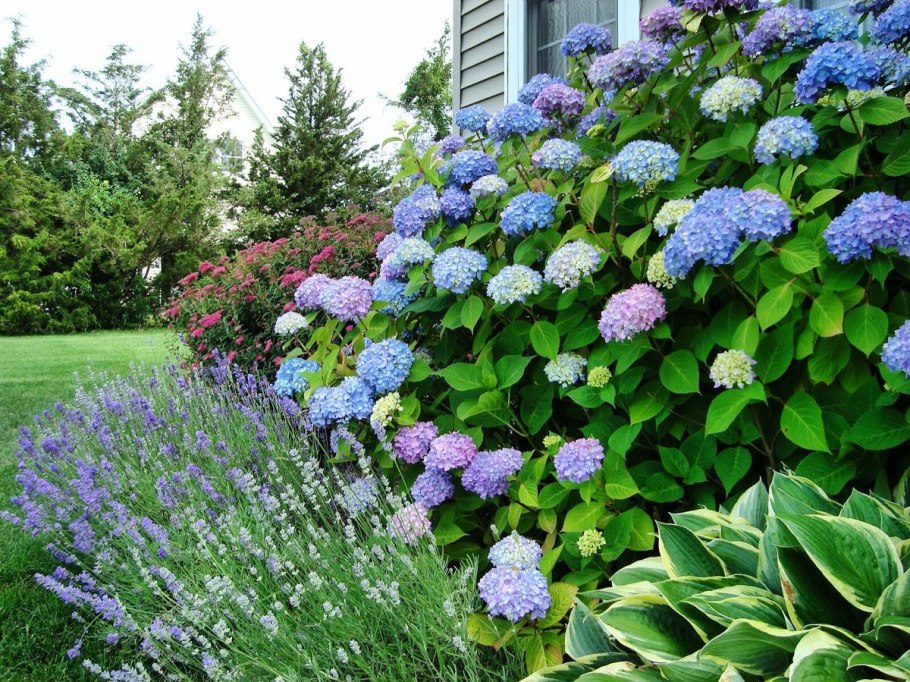 Астильба Биг бэнд