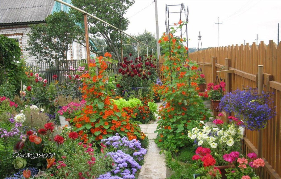 Гайлардия гибридная Аризона ред Шейдз