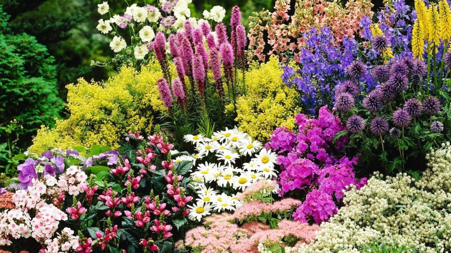 Астильба Блэк Перлз