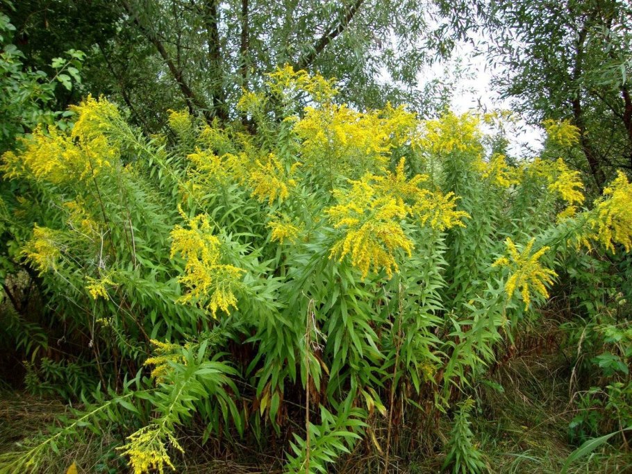 Золотарник обыкновенный (Solidago virgaurea