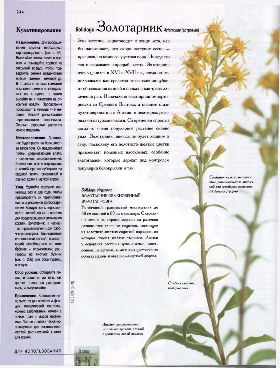 Золотарник обыкновенный сырье трава