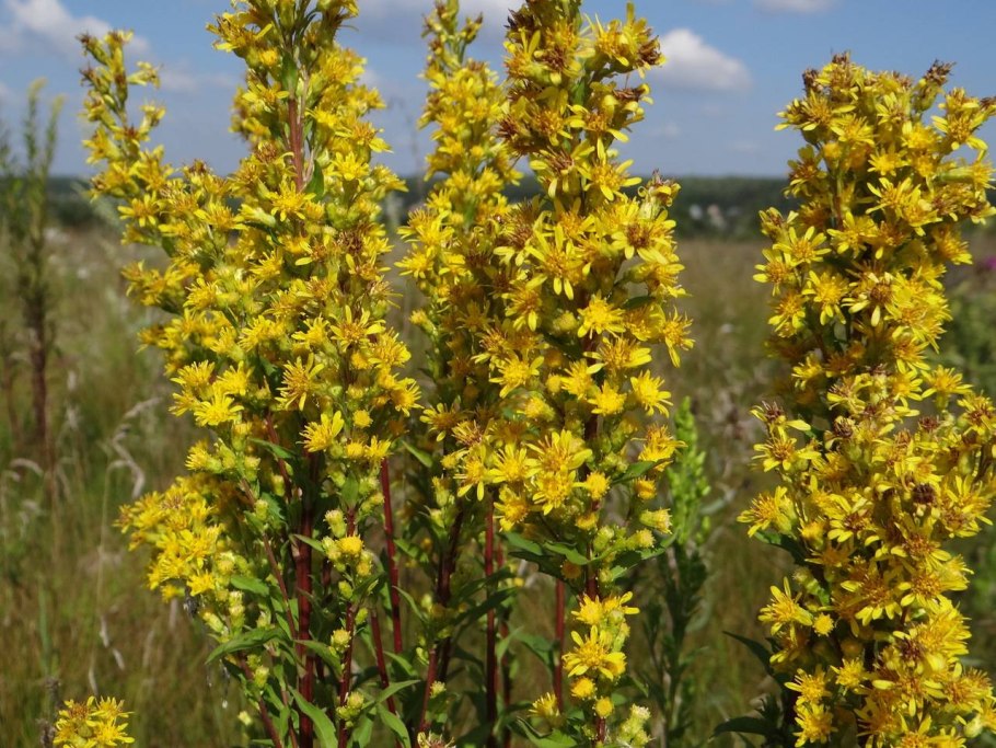 Золотарник обыкновенный (Solidago virgaurea