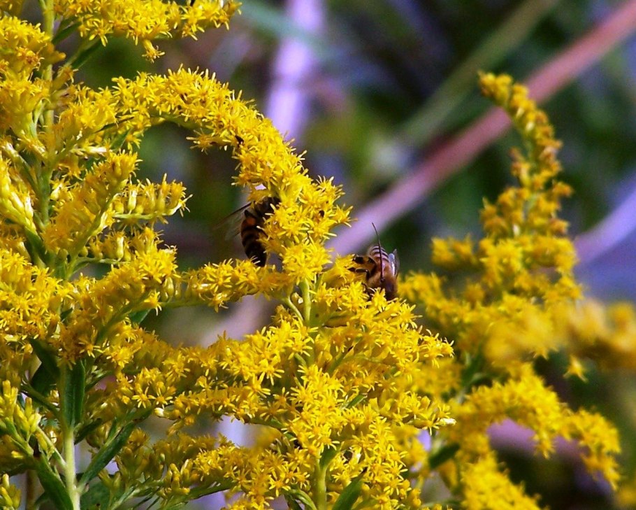 Золотарник канадский (Solidago canadensis)