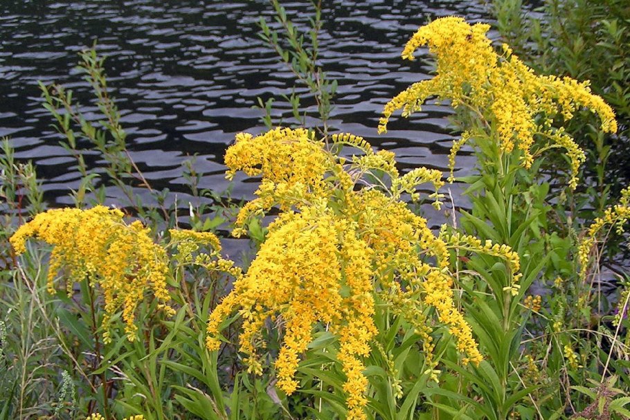 Золотарник канадский (Solidago canadensis)