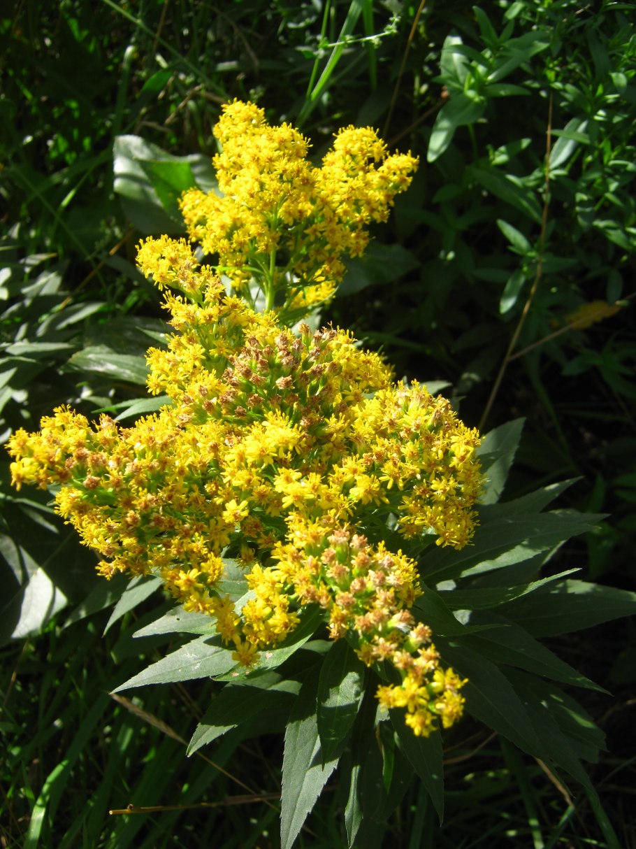Золотарник обыкновенный (Solidago virgaurea