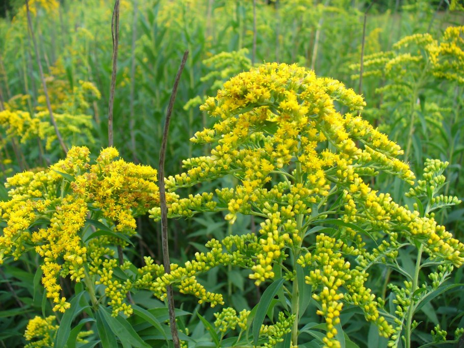 Золотарник (Solidago) Goldkind