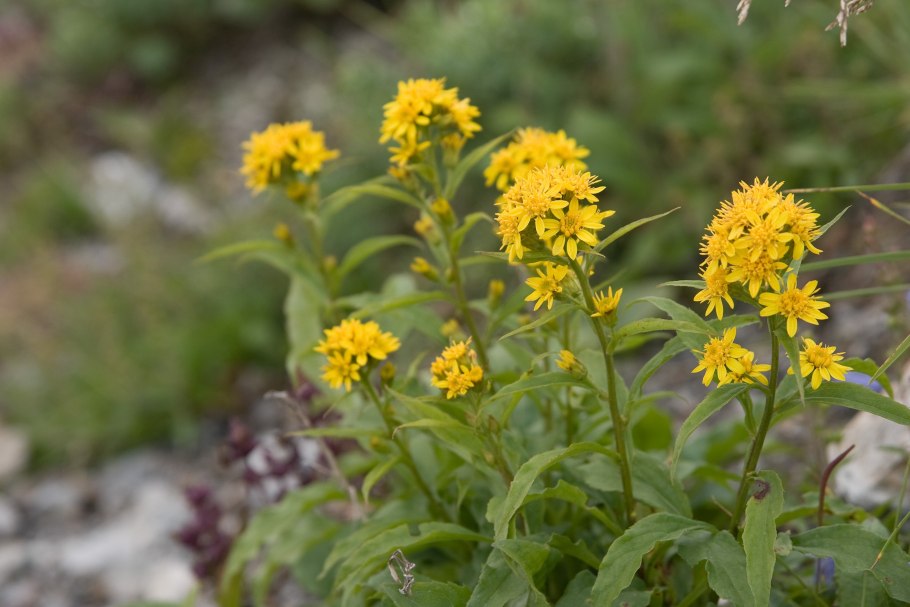 Solidago virgaurea
