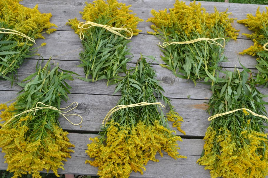 Solidago missouriensis