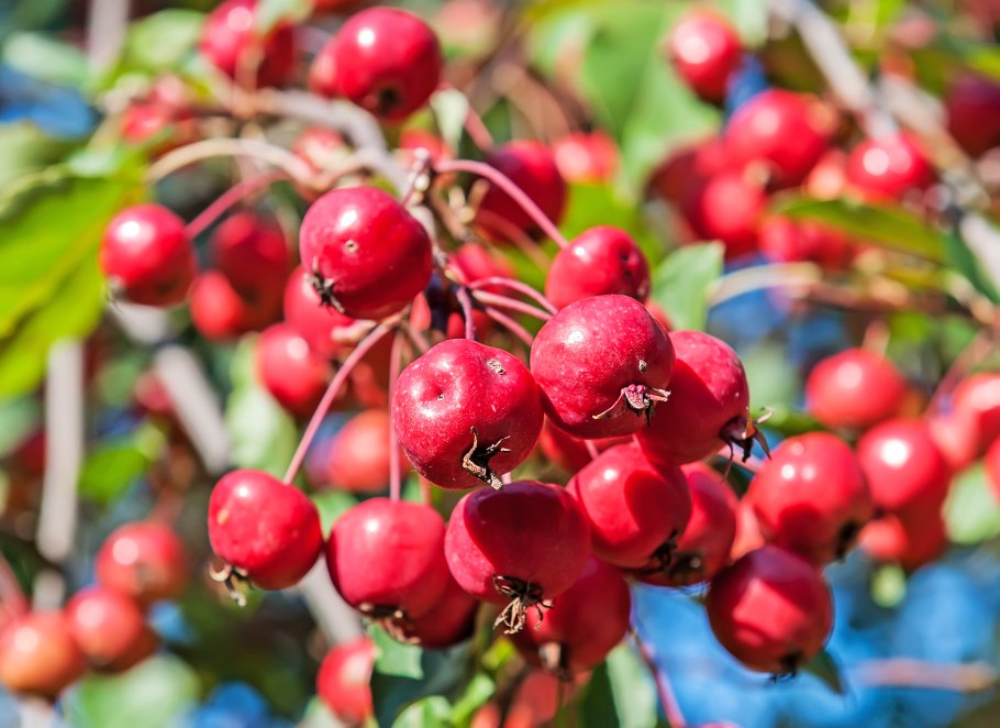 Яблоня ред Джевел