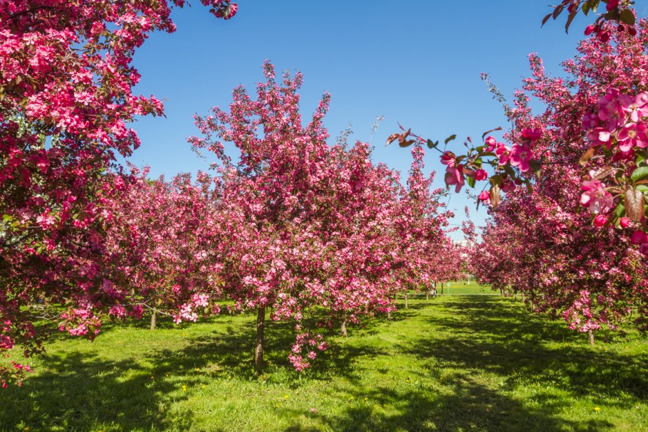 Яблоня китайка Золотая