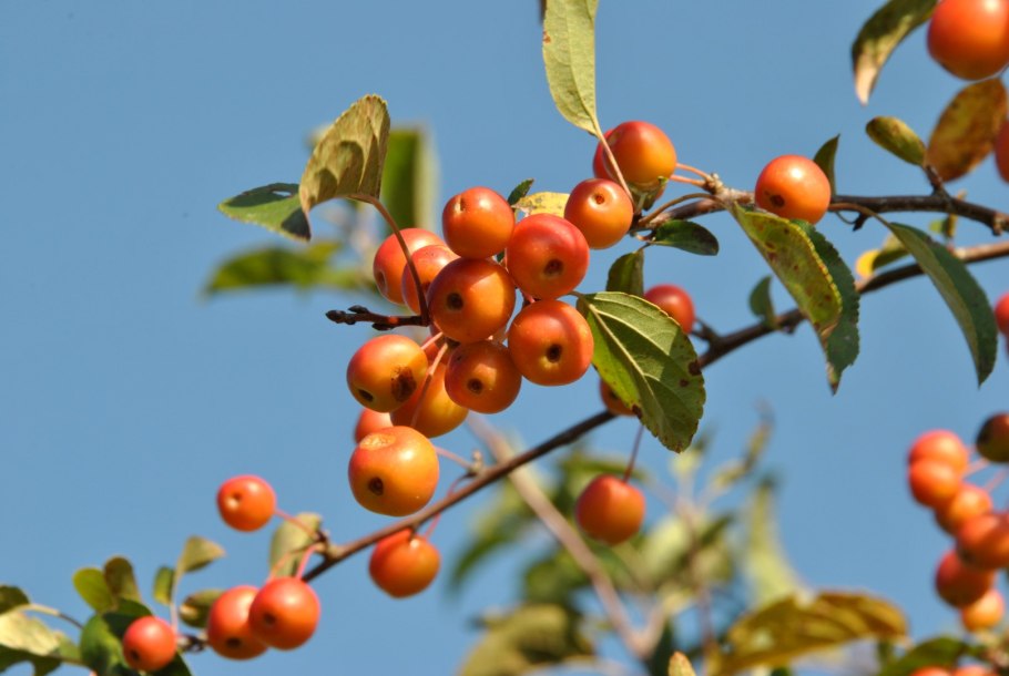 Желтый фрукт мушмула