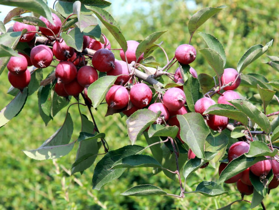 Яблоня Malus Ola