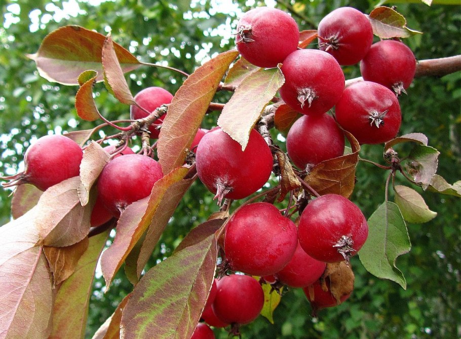 Яблоня Malus Ola