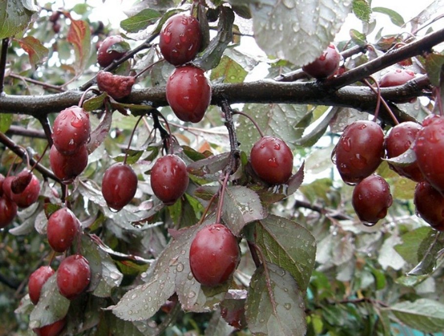 Слива краснолистная Писсарди