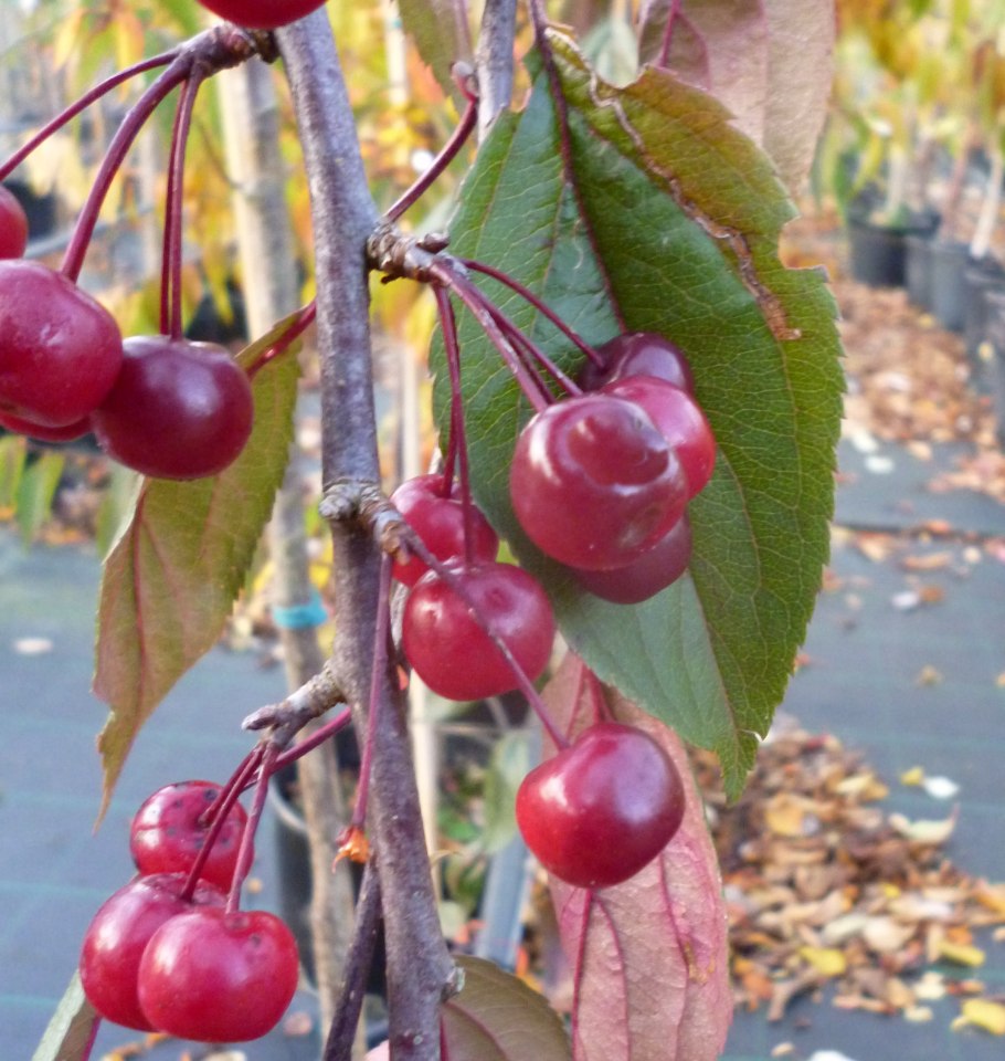 Яблоня Рудольф Malus Rudolph