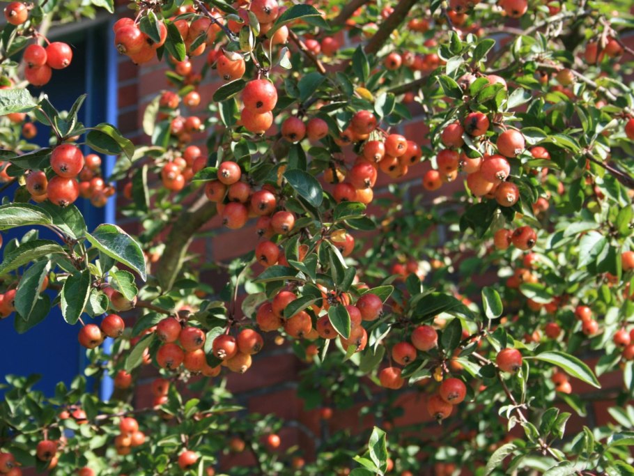 Саженцы плодовых деревьев /яблоня, груша, слива, вишня/