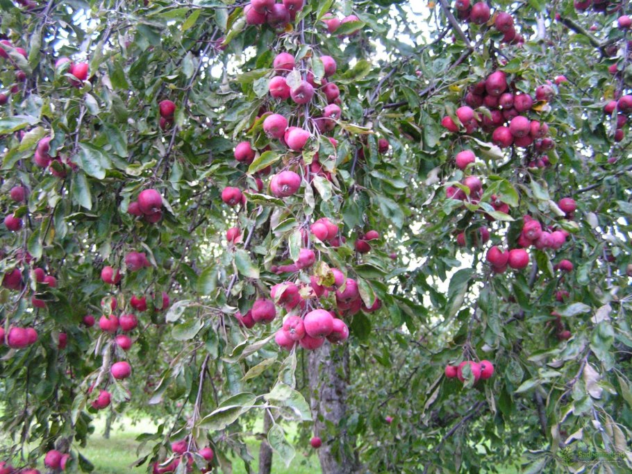 Яблоня сливолистная