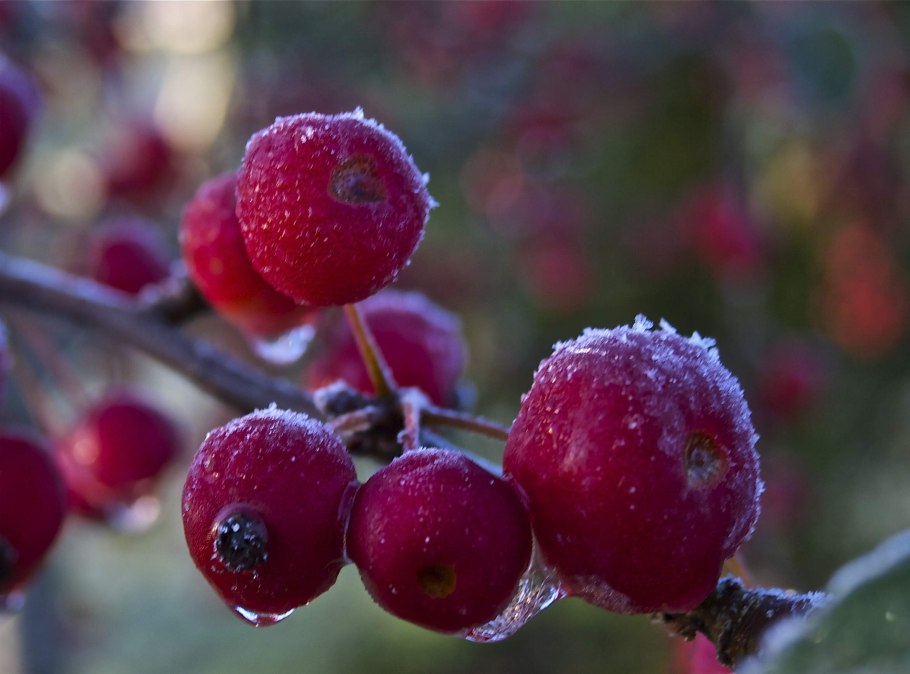 Яблоня Недзвецкого дерево