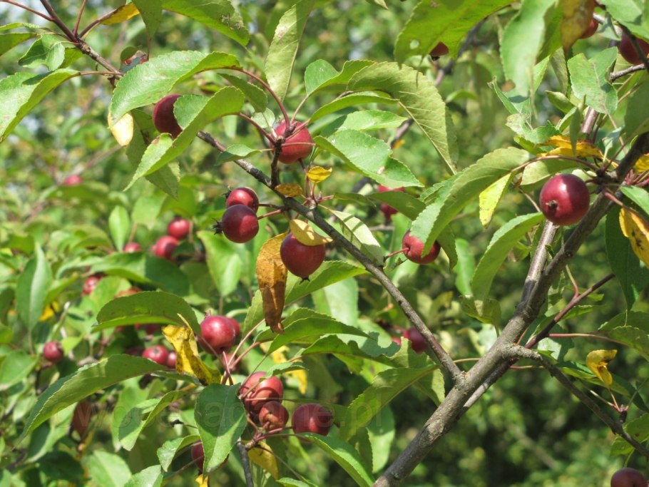 Яблоня Ягодная роялти