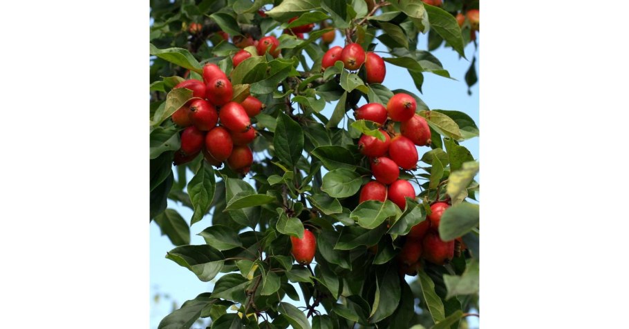 Malus domestica сорт