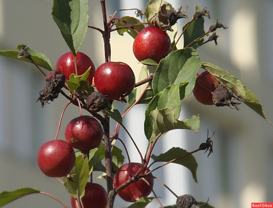 Яблоня декоративная Рудольф плоды