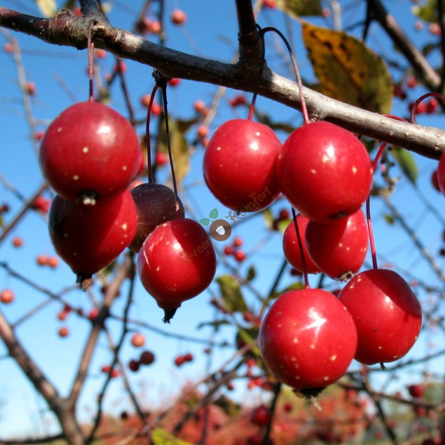 Яблоня Недзвецкого сорта