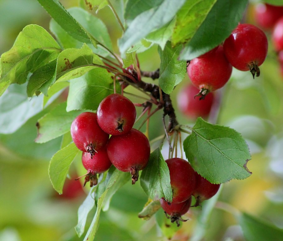 Malus toringo sargentii