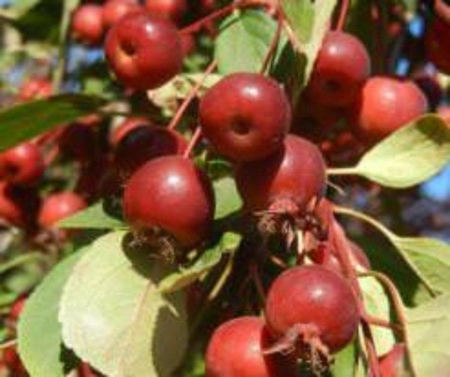 Яблоня Makamik