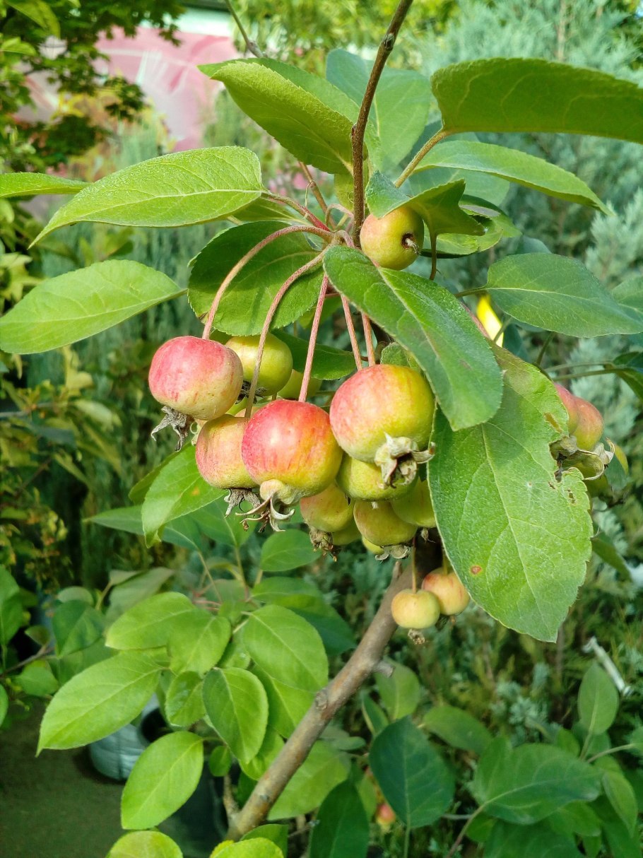 Яблоня Malus Ola