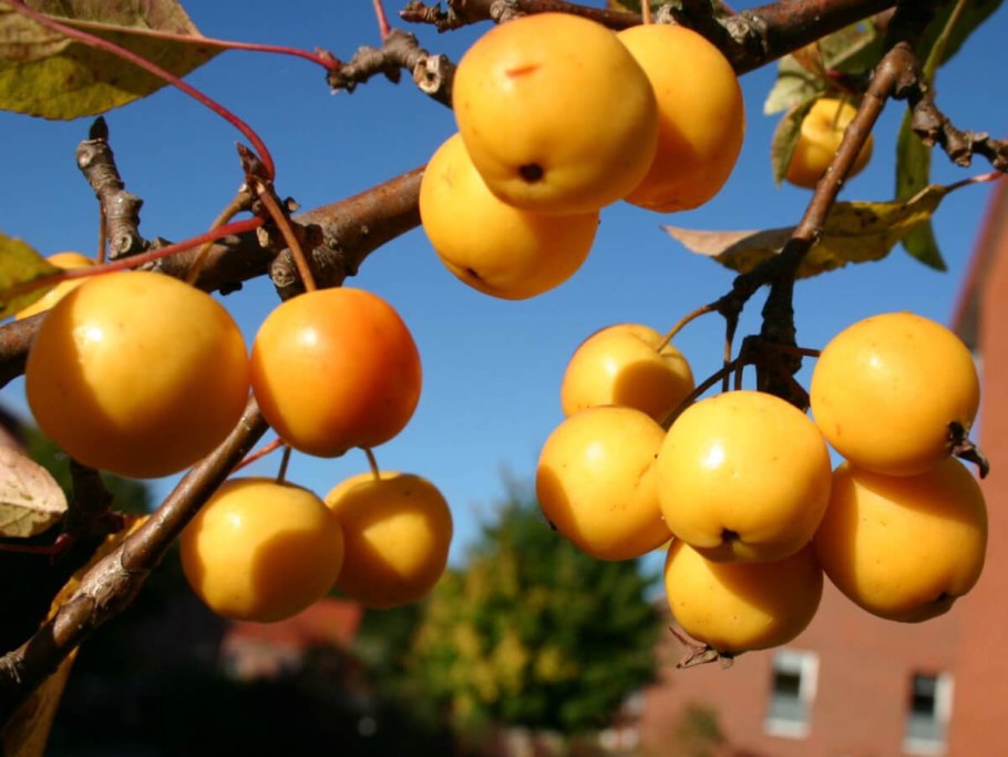 Яблоня краснолистная Недзвецкого