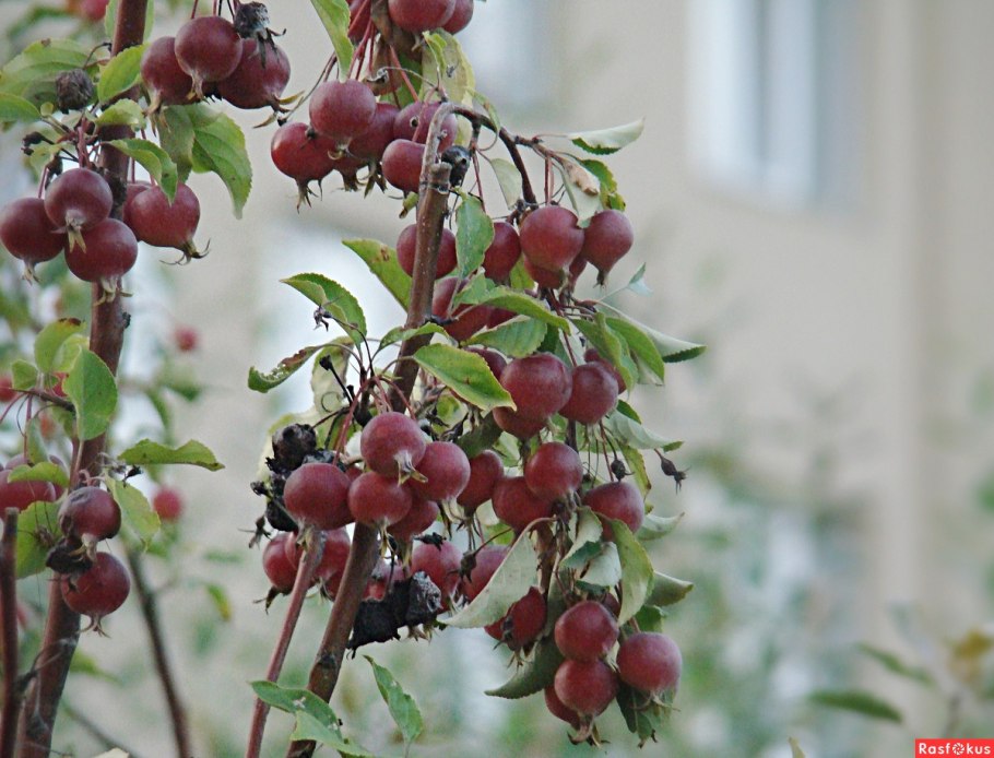 Яблоня мелкоплодная